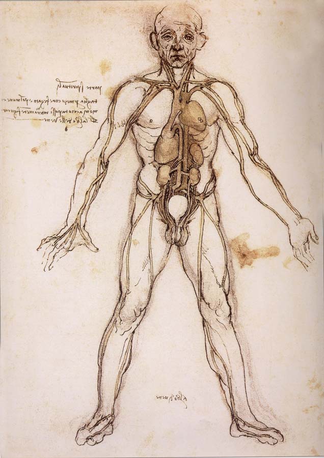 You branching of the Blutgefabe, anatomical figure with heart kidneys and Blutgefaben